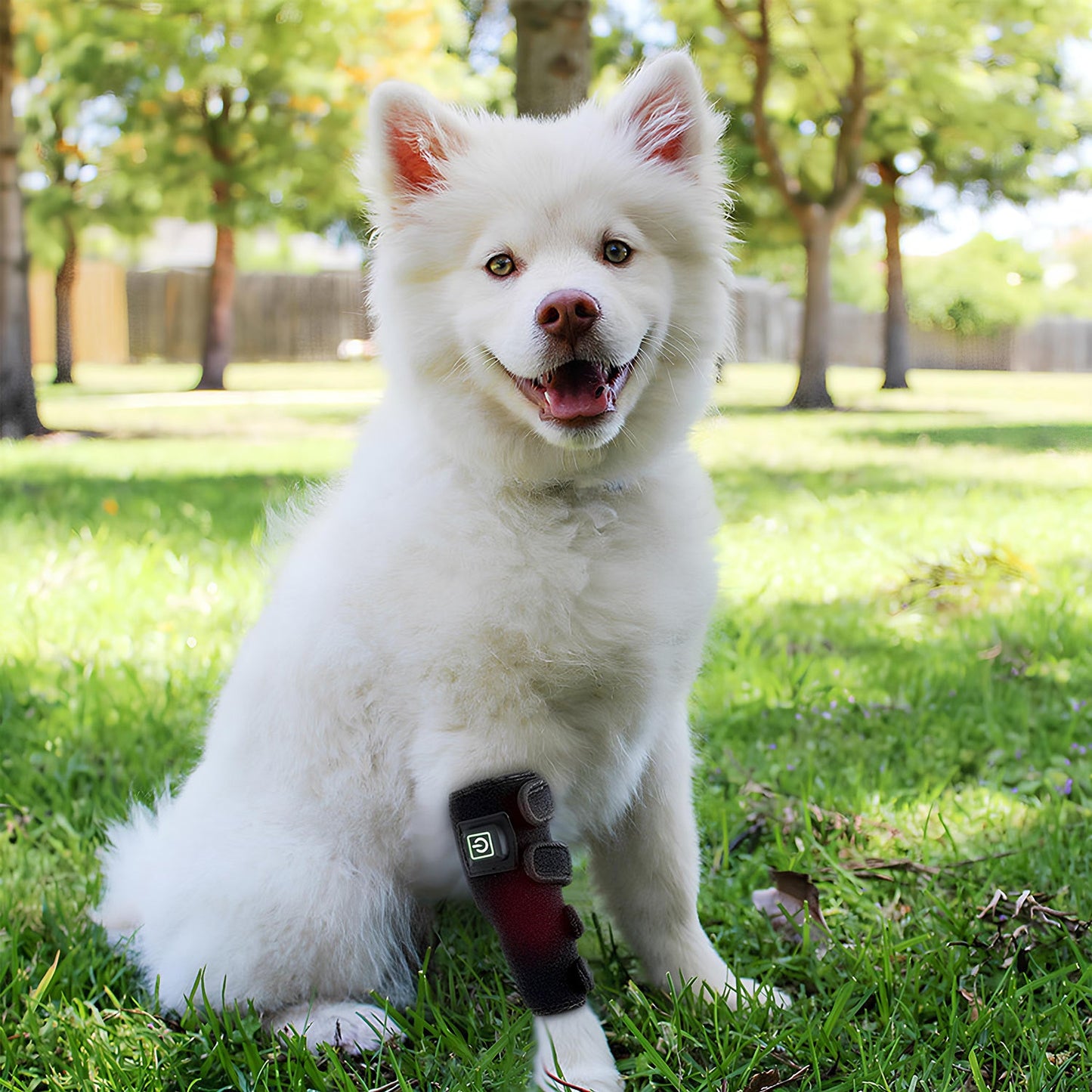 Red Light Therapy Belt for Pets