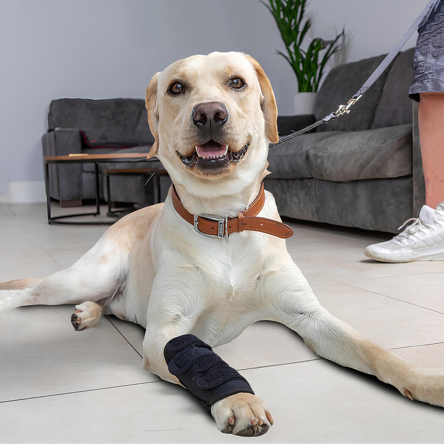 Red Light Therapy Belt for Pets